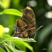 Tigerblatt18_2659