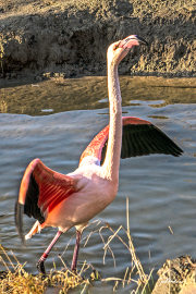 flamingo22_166120