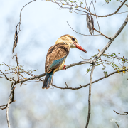 kingfisher19_b6344