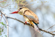 kingfisher19_b6361