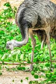 nandu25_a3763
