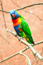 regenbogenlori25_a3772
