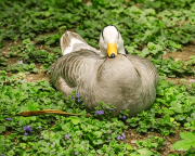 streifengans25_a3741