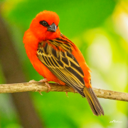 webervogel25_a3791