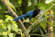 Yucatanblaurabe18_2557