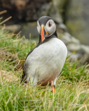papageitaucher23_a6097