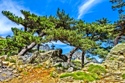 bavellapass25_b3082