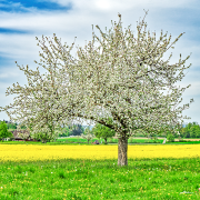 fruehling22_a2364