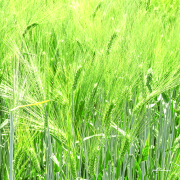 weizenfeld21_0120