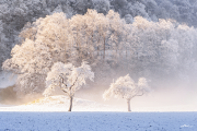 wintermorgen24_a3437-kopie