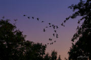 Gänse17_9382