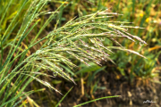 Regentropfen18_3213