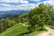 Toggenburg19A_0643