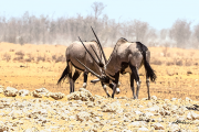Oryx19_A5217
