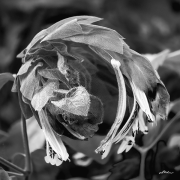 bluetenblaetter24_a9804