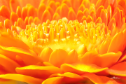 bluetenzauber23_a4906