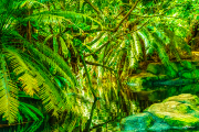 dschungel25_a3792