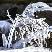 eisbaeumchen21_a0160