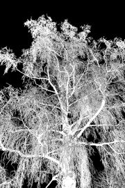 frostbaum24_a3370
