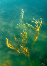 unterwasserwelt22_a2200