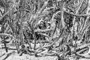 wildplants21_19a5815