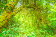 zauberwald25_a8366