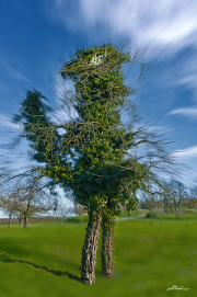 Baum19_6561