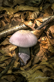 Pilz17_0306
