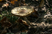 Pilz17_0452