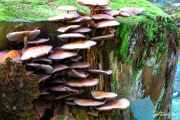 Pilz1a