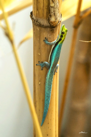 bambusgecko25_a3734