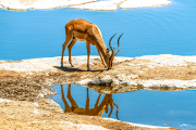impala24_a5449