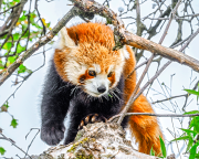 kleinerpanda24_b4170