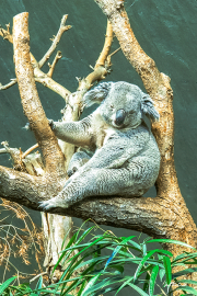 koala25_a3810