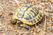 landschildkroete25_a0936