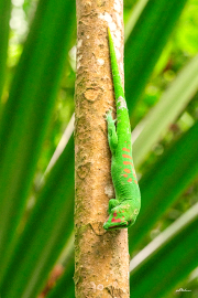 madagaskar_gecko25_a3785