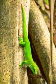 madagaskar_gecko25_a3795
