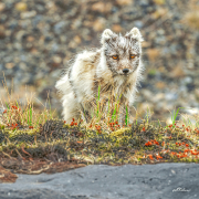 polarfuchs23_a7588