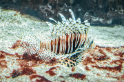 rotfeuerfisch25_a3716