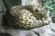 schneeleopard25_a3747