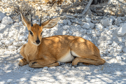 steenbok24_a5593