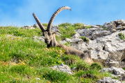 steinbock24_a1431