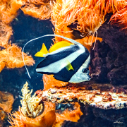 wimpelfisch25_a3715