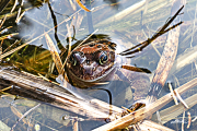 Frosch19_7090