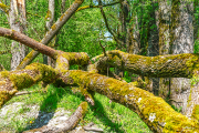 entwurzelt24_a9756