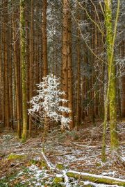 weihnachtsbaum24_a3298