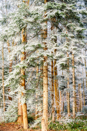 winterwald24_a3330