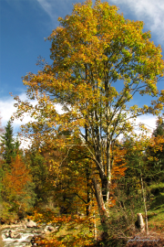 Herbstwald3Pet21