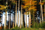 Herbstwald5Re1a