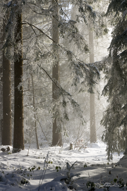 Winter17_6670